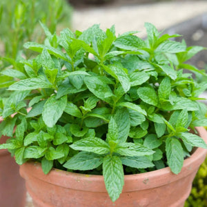 plante ornamentale 77