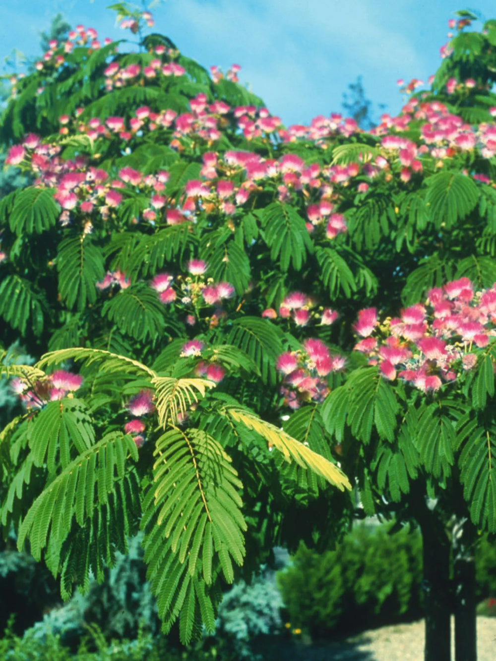 plante ornamentale 770