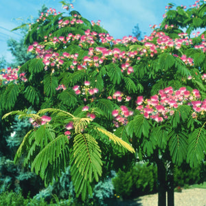 plante ornamentale 770