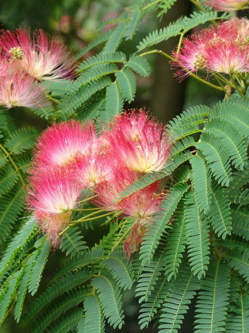 plante ornamentale 771