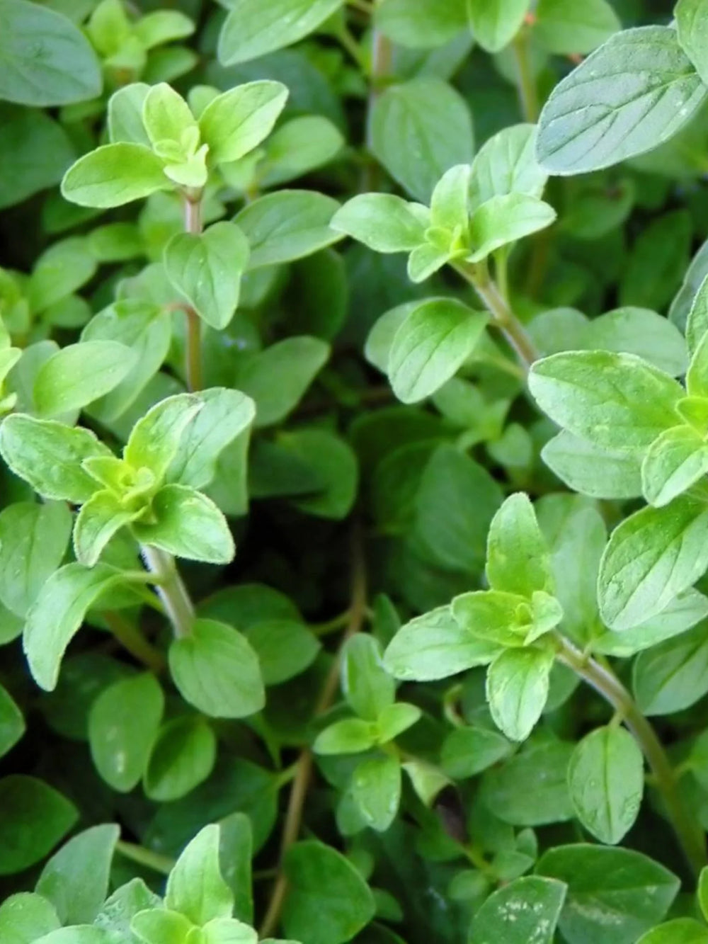 plante ornamentale 78