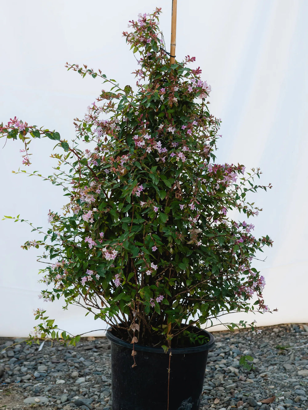 plante ornamentale 788