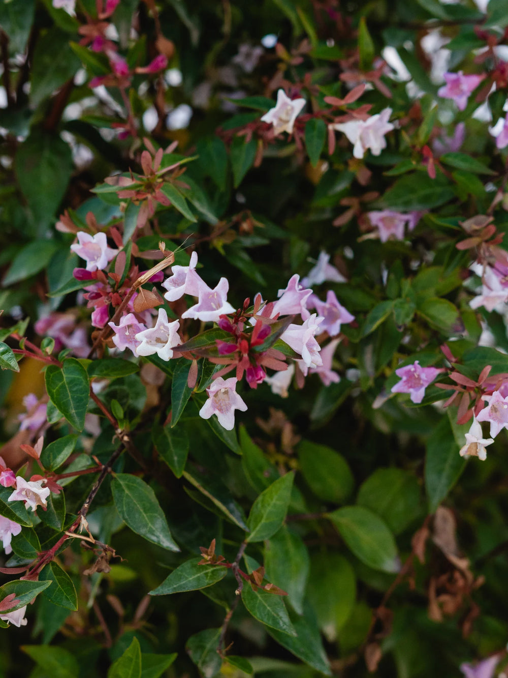 plante ornamentale 789