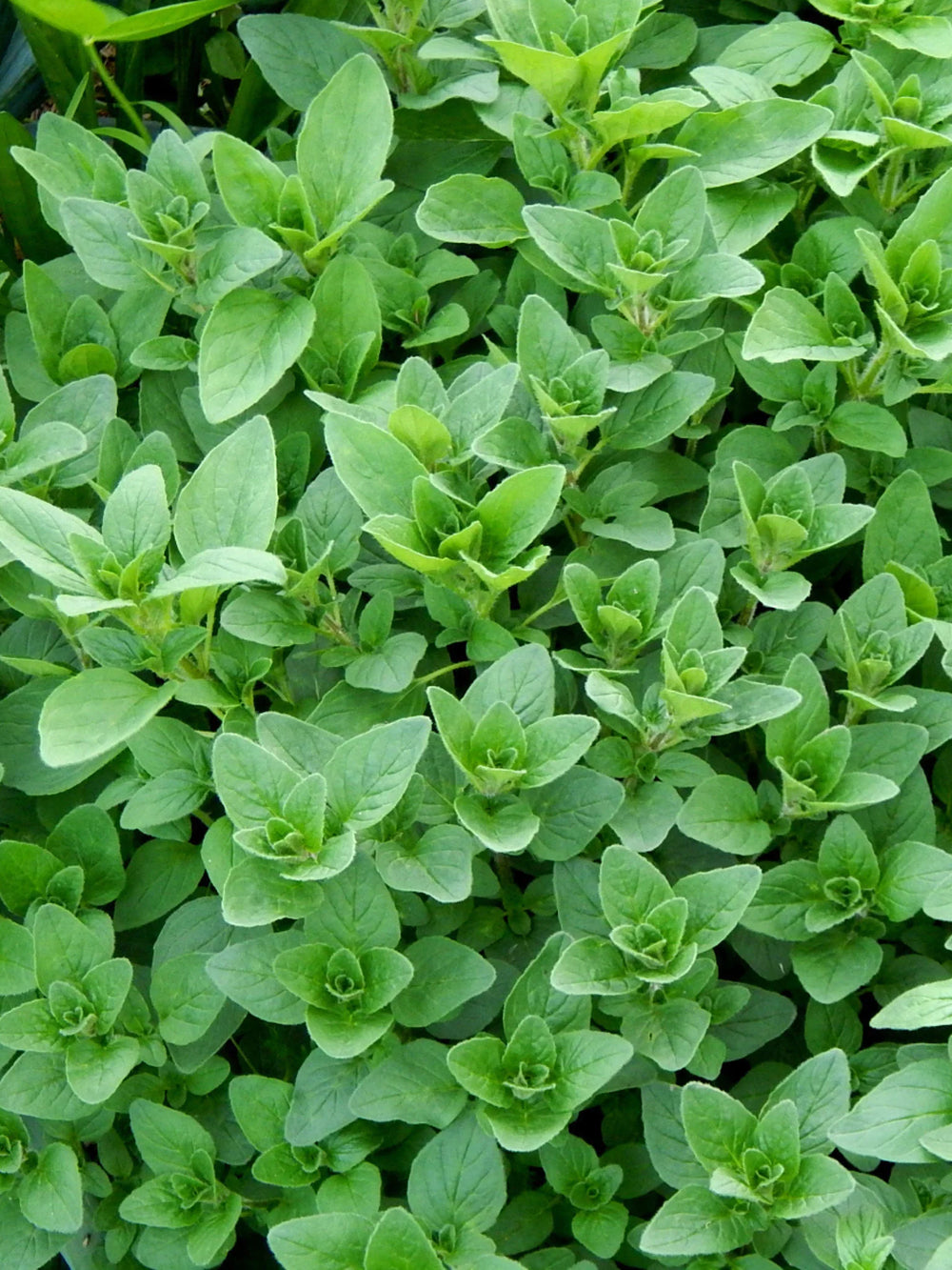 plante ornamentale 79