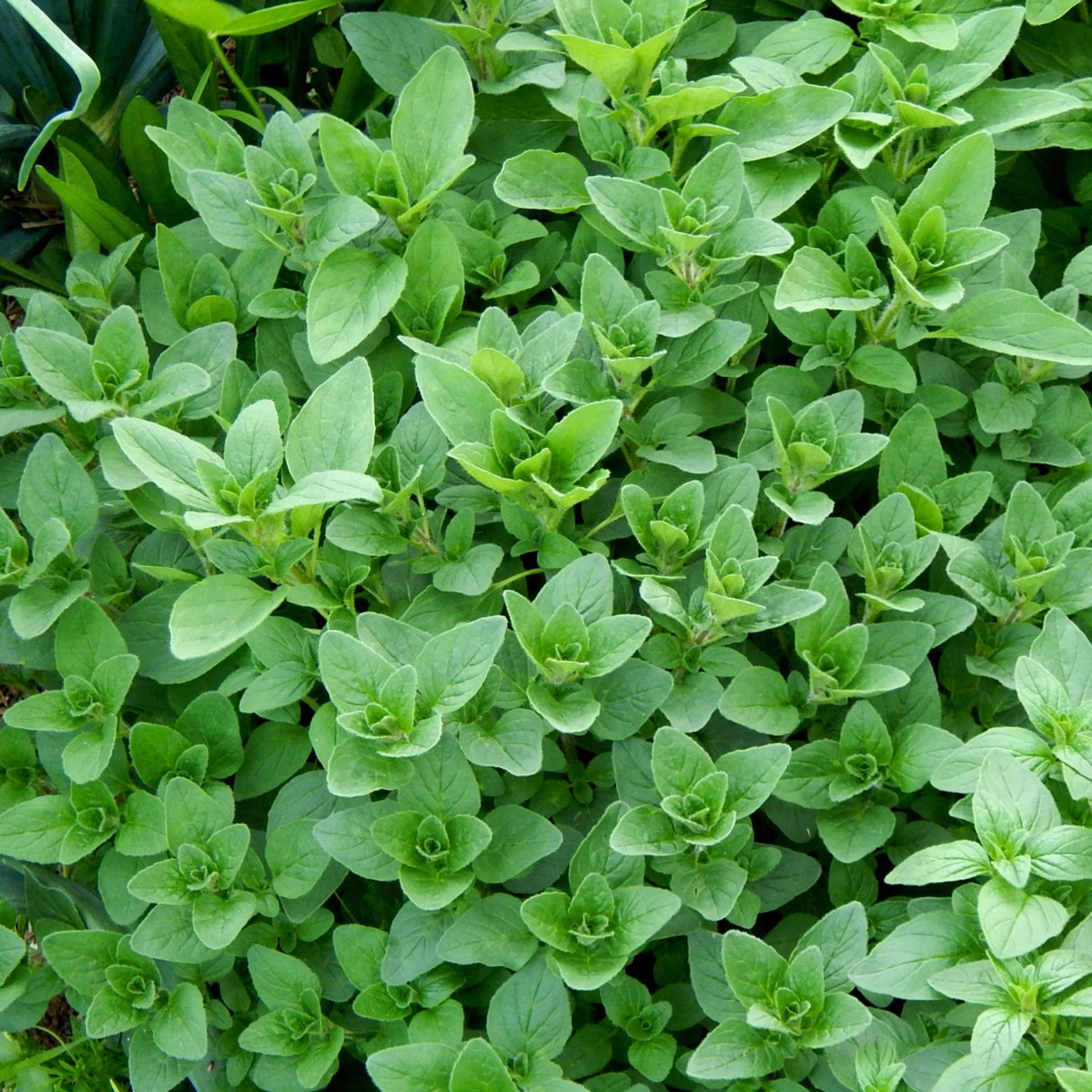 plante ornamentale 79