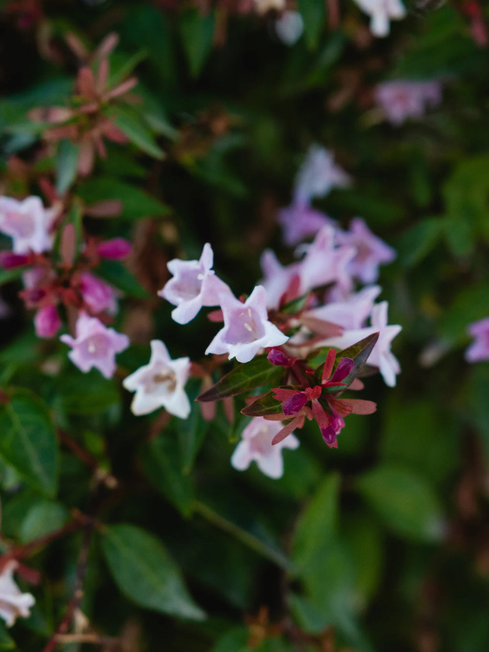 plante ornamentale 790