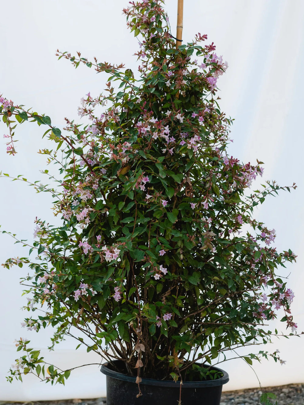 plante ornamentale 791