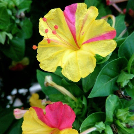 plante ornamentale