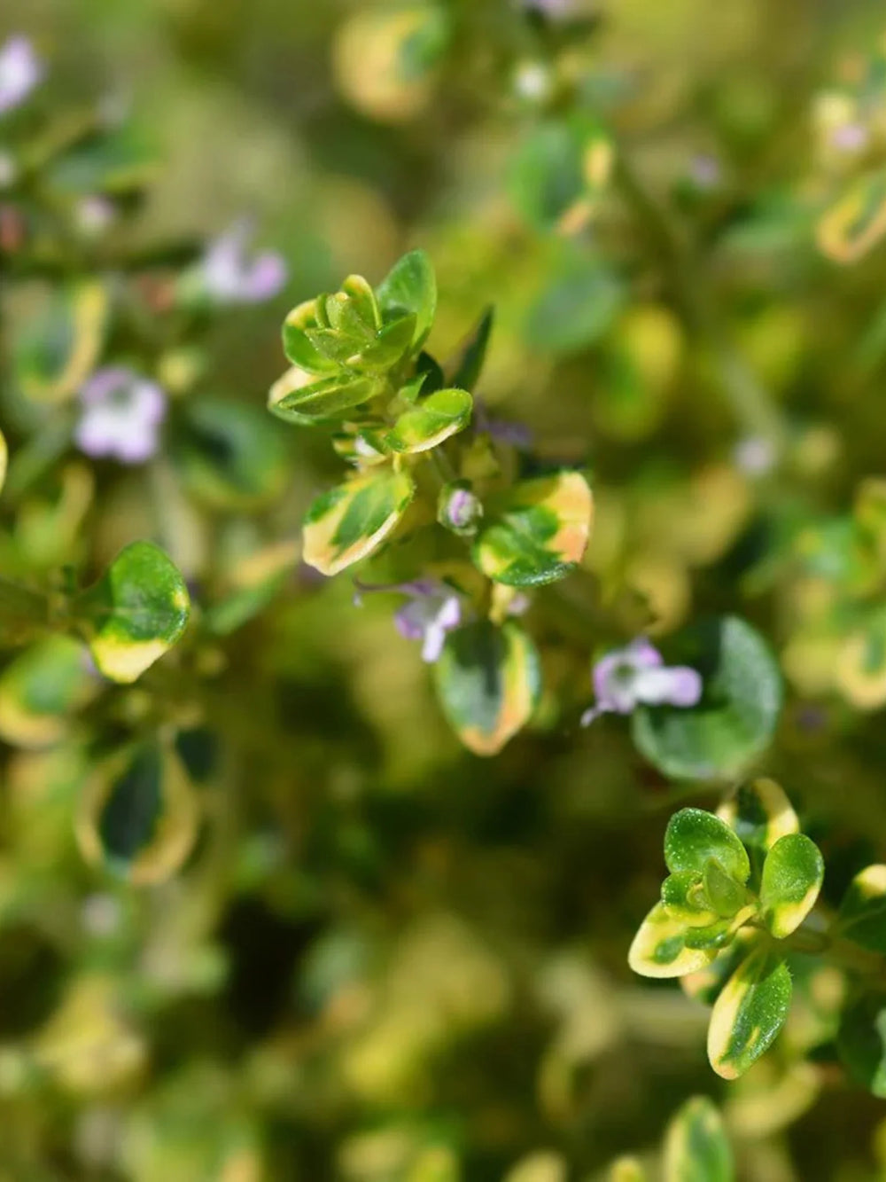 plante ornamentale 80