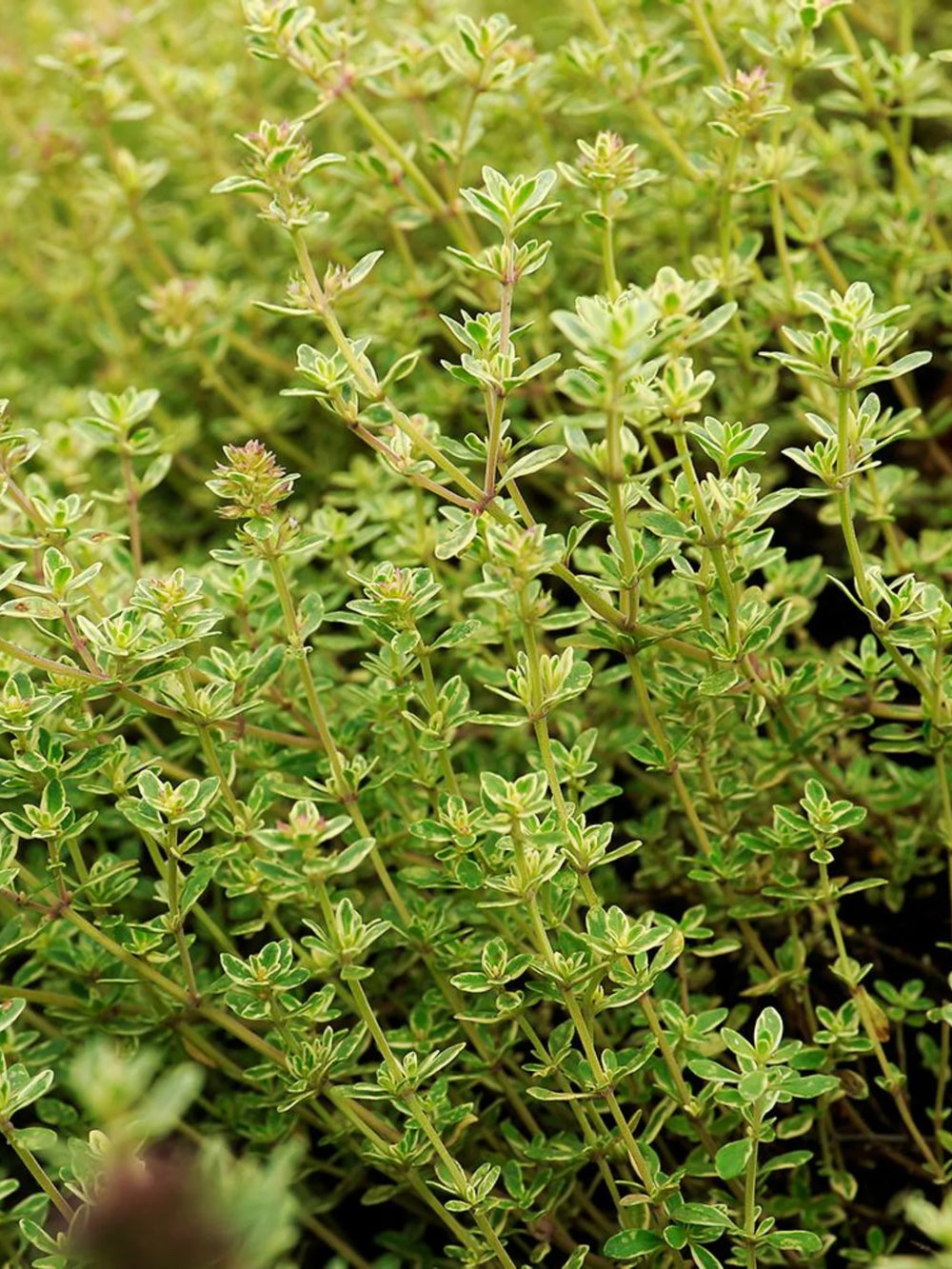 plante ornamentale 81