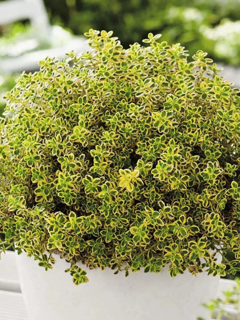 plante ornamentale 82