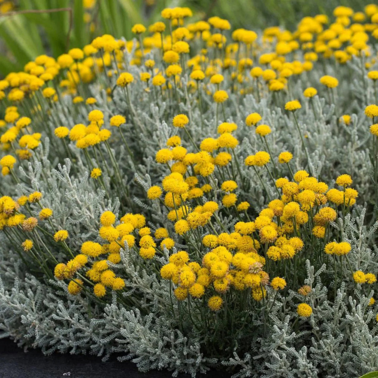 plante ornamentale 84