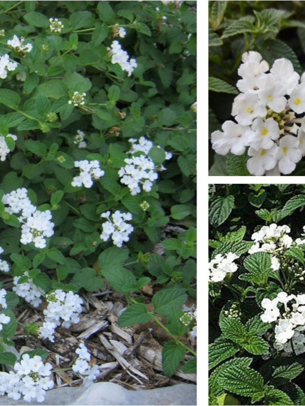 plante ornamentale 88