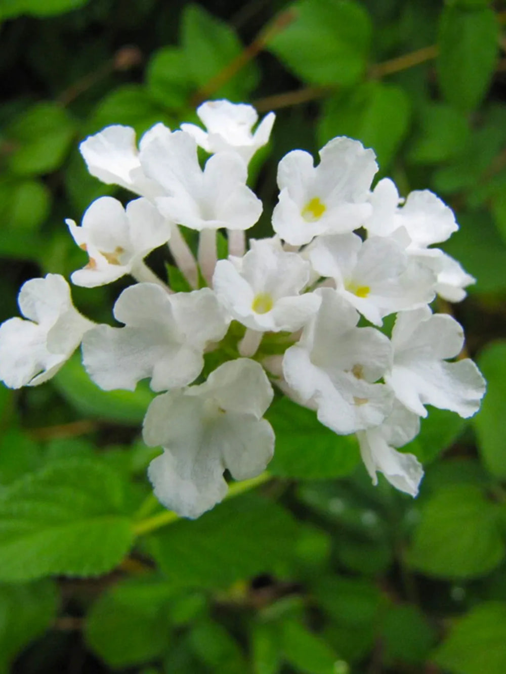 plante ornamentale 89