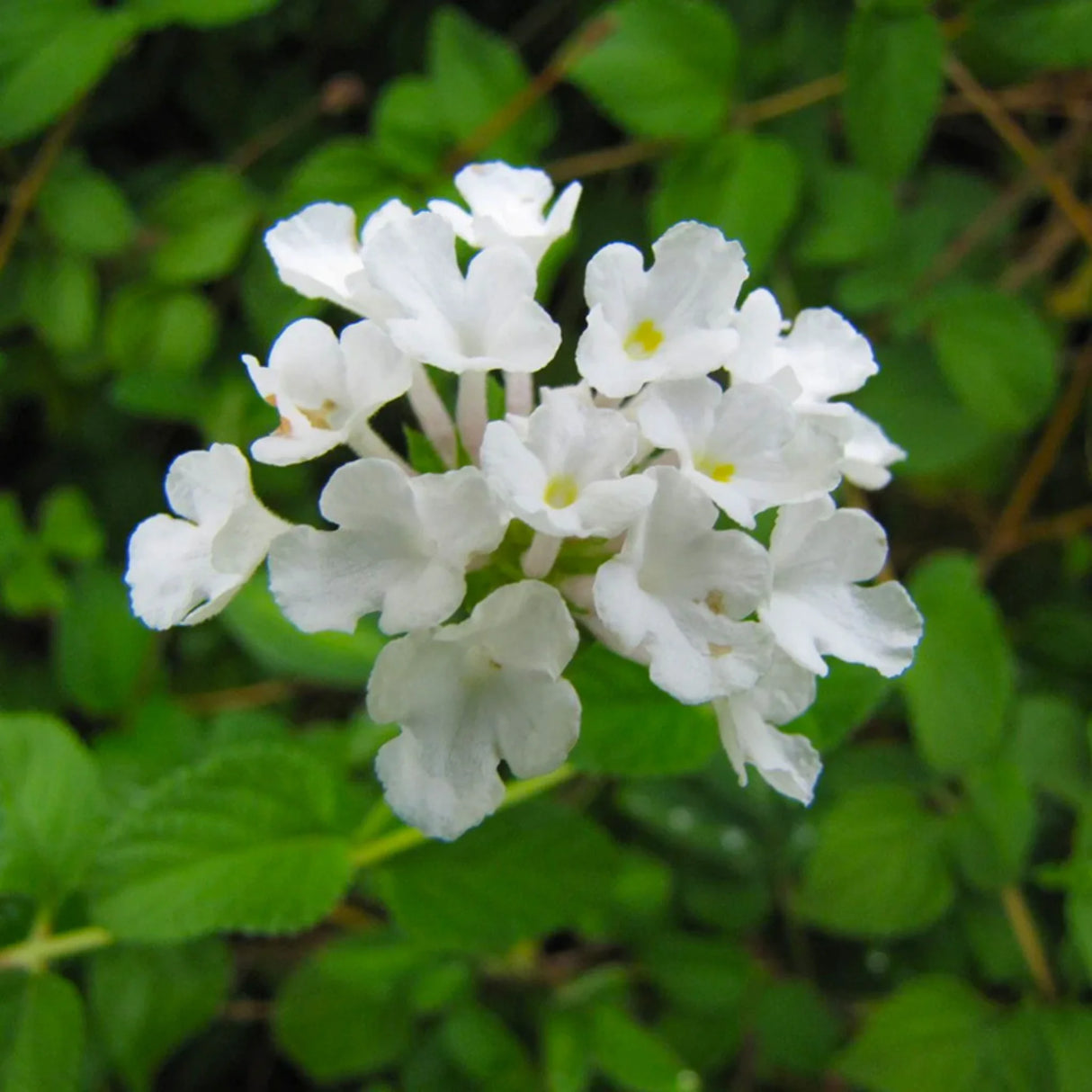 plante ornamentale 89