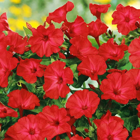 plante ornamentale