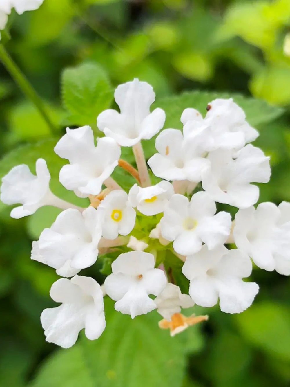 plante ornamentale 90