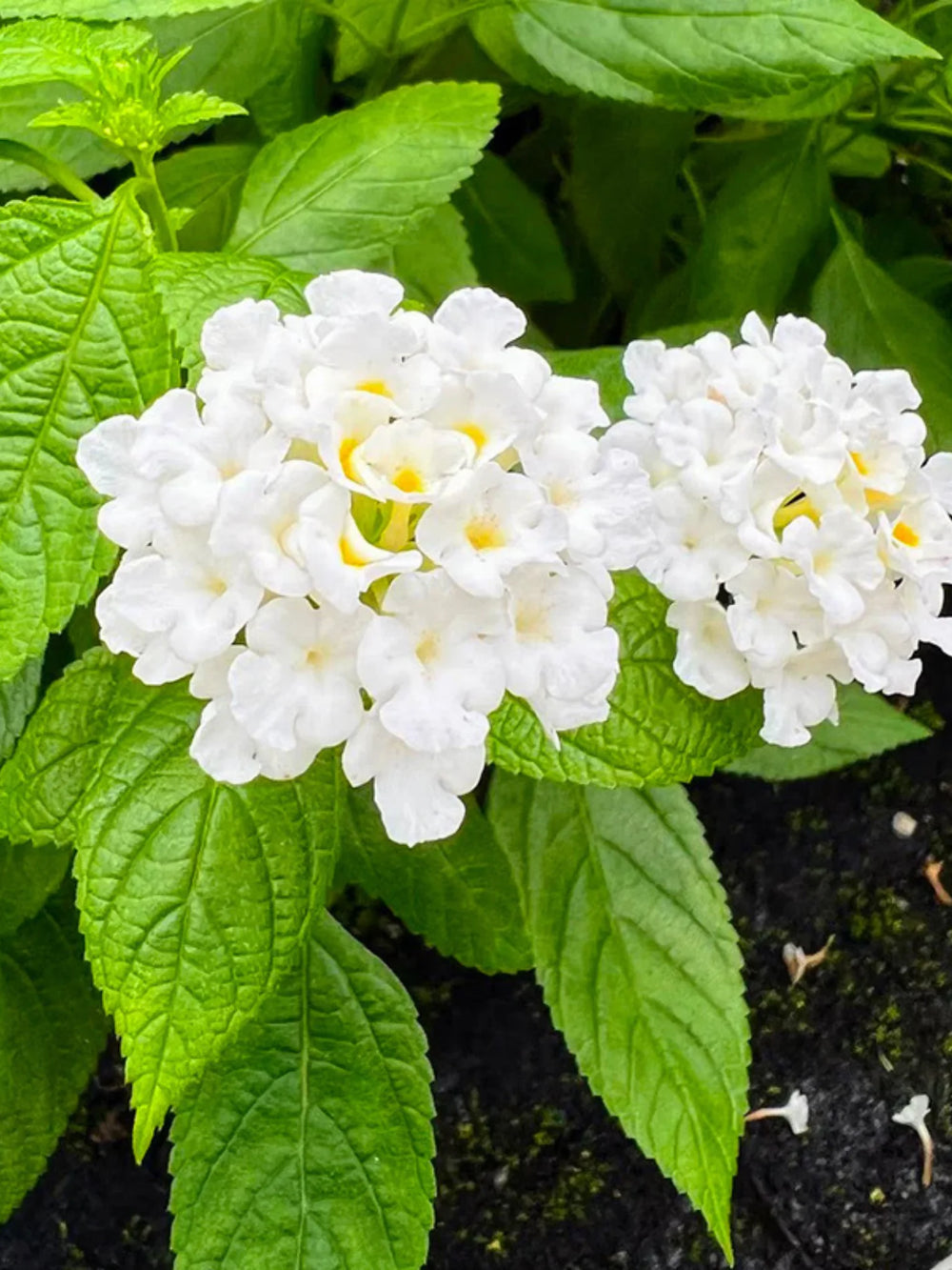 plante ornamentale 91