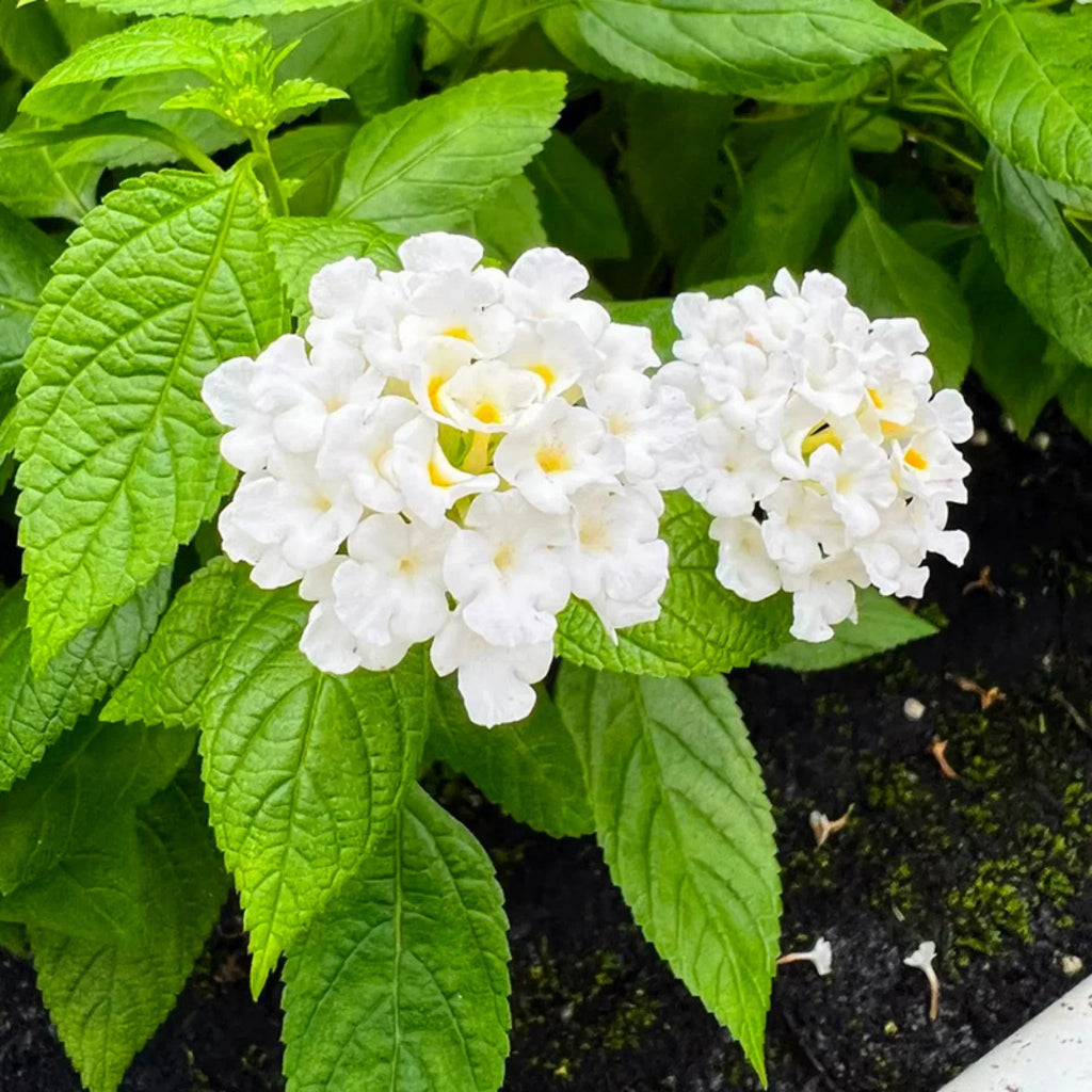 plante ornamentale 91