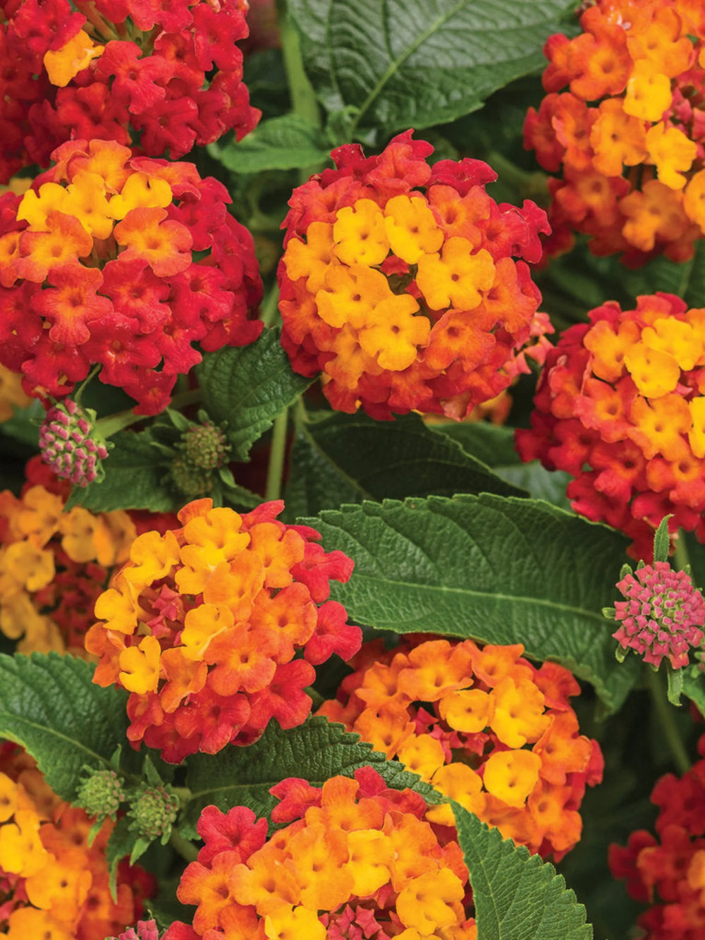 plante ornamentale 93