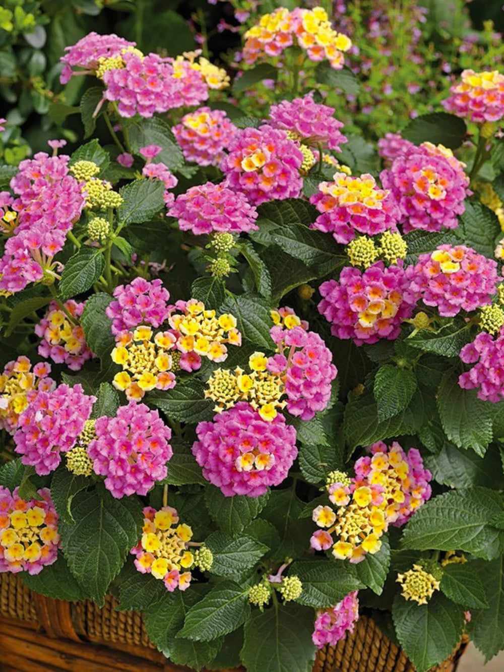 plante ornamentale 95