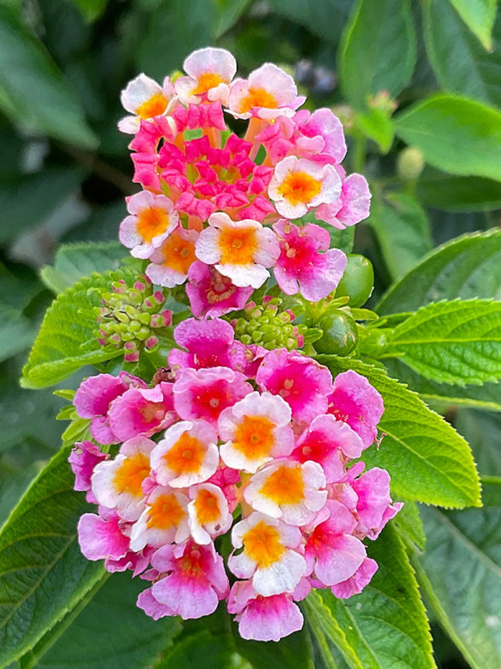 plante ornamentale 96