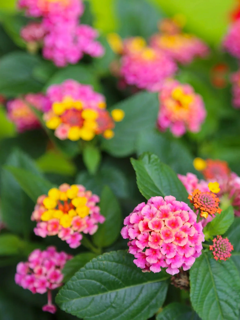 plante ornamentale 97