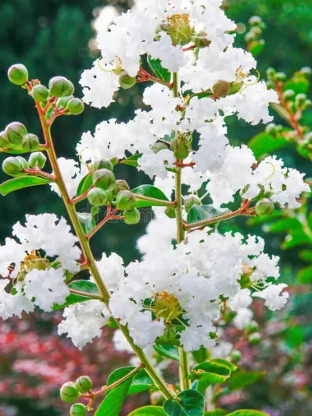 plante ornamentale 98