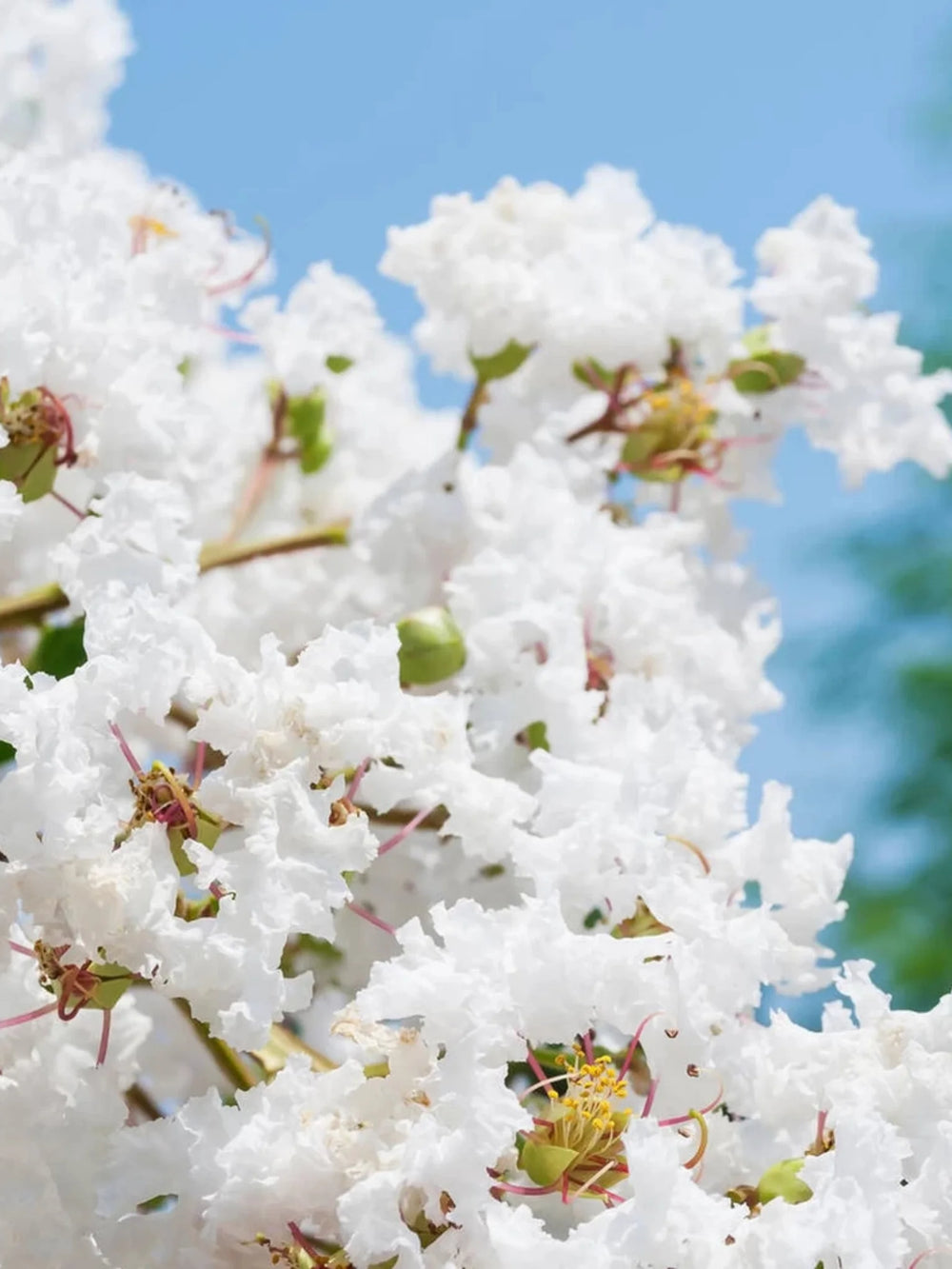 plante ornamentale 99