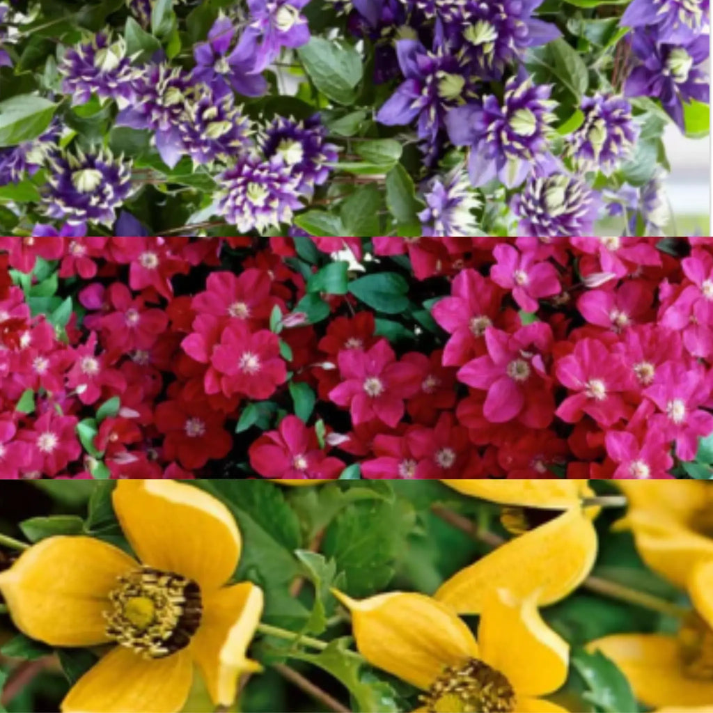 plante ornamentale clematis