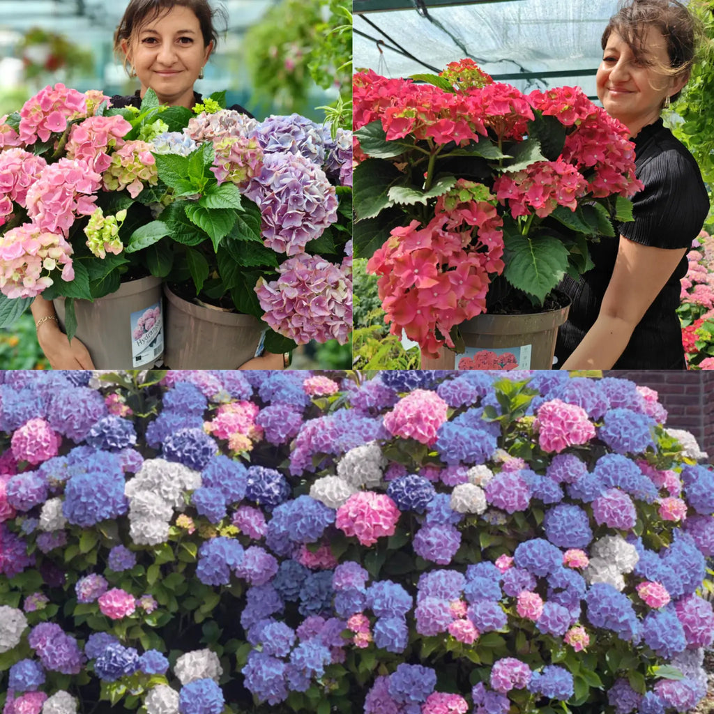 plante ornamentale hortensia macrophylla