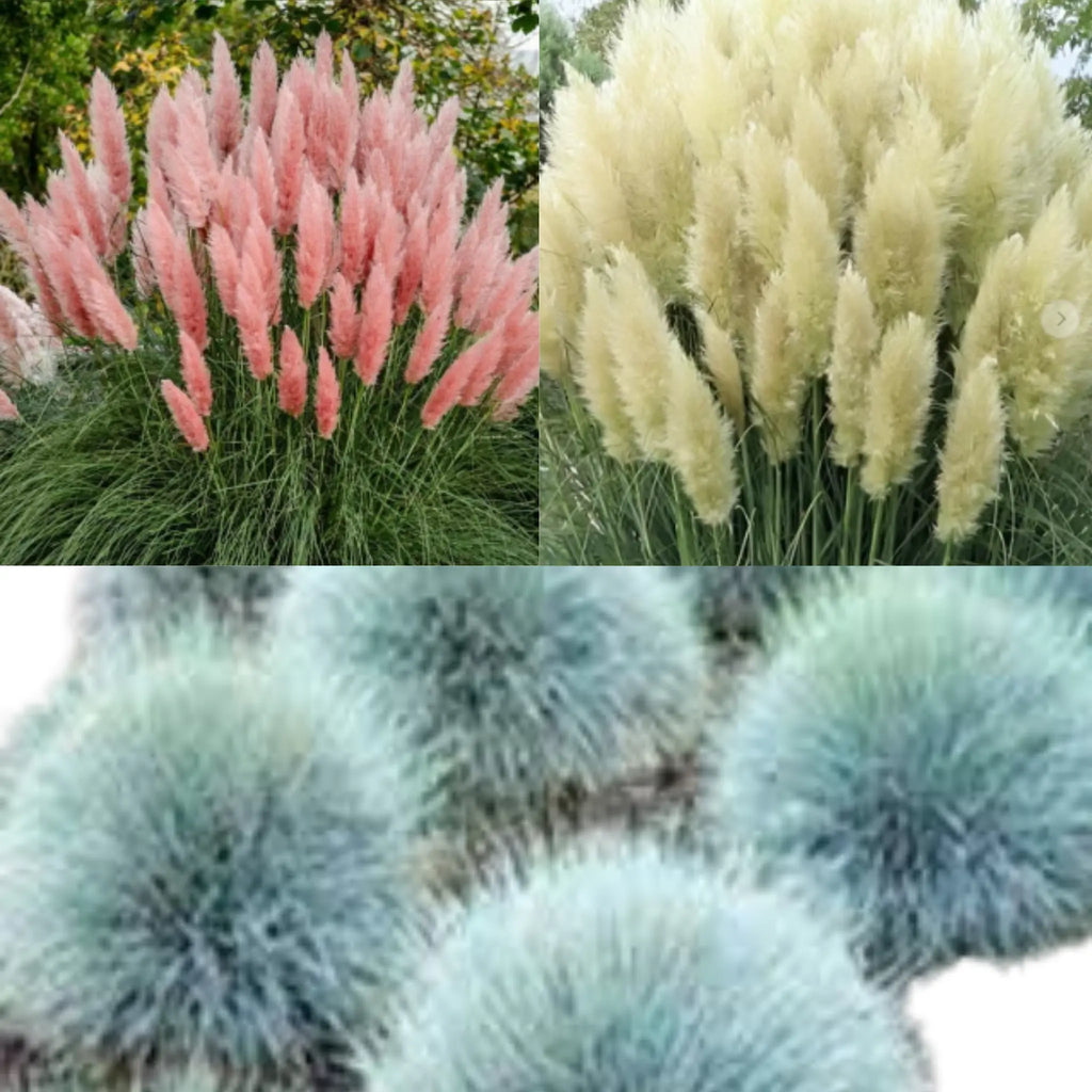 plante ornamentale iarba