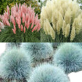 plante ornamentale iarba