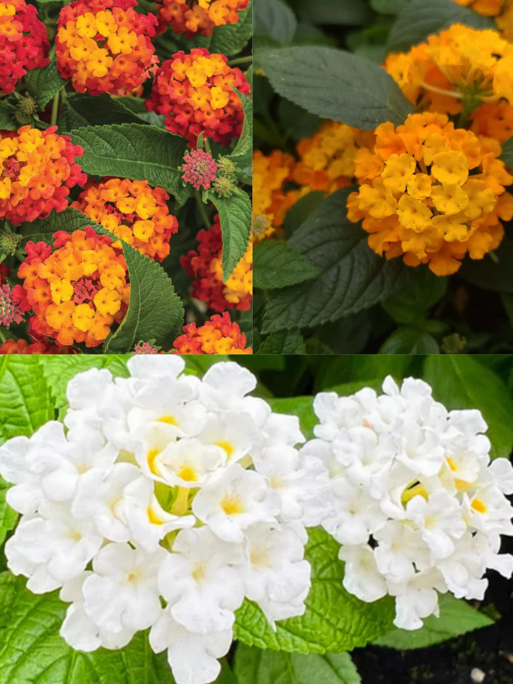 plante ornamentale lantana