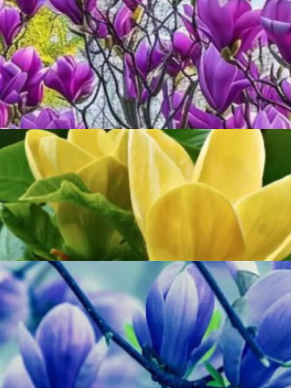 plante ornamentale magnolii