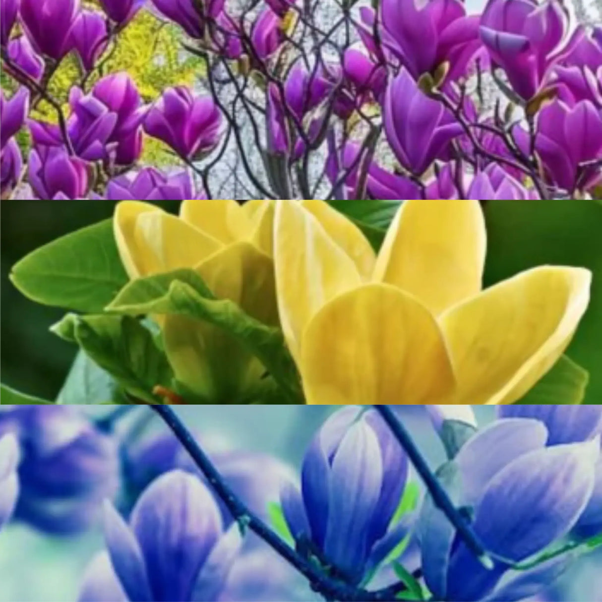 plante ornamentale magnolii