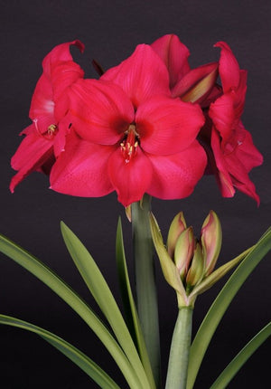 Bulbi de Amaryllis "Pleasure", 1 Bucata