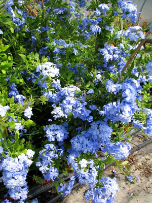 Floarea Dragostei "Plumbago", la Ghiveci de 3L, 1 Bucata