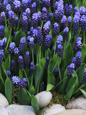 Bulbi de Muscari "Latifolium", 5 Bucati