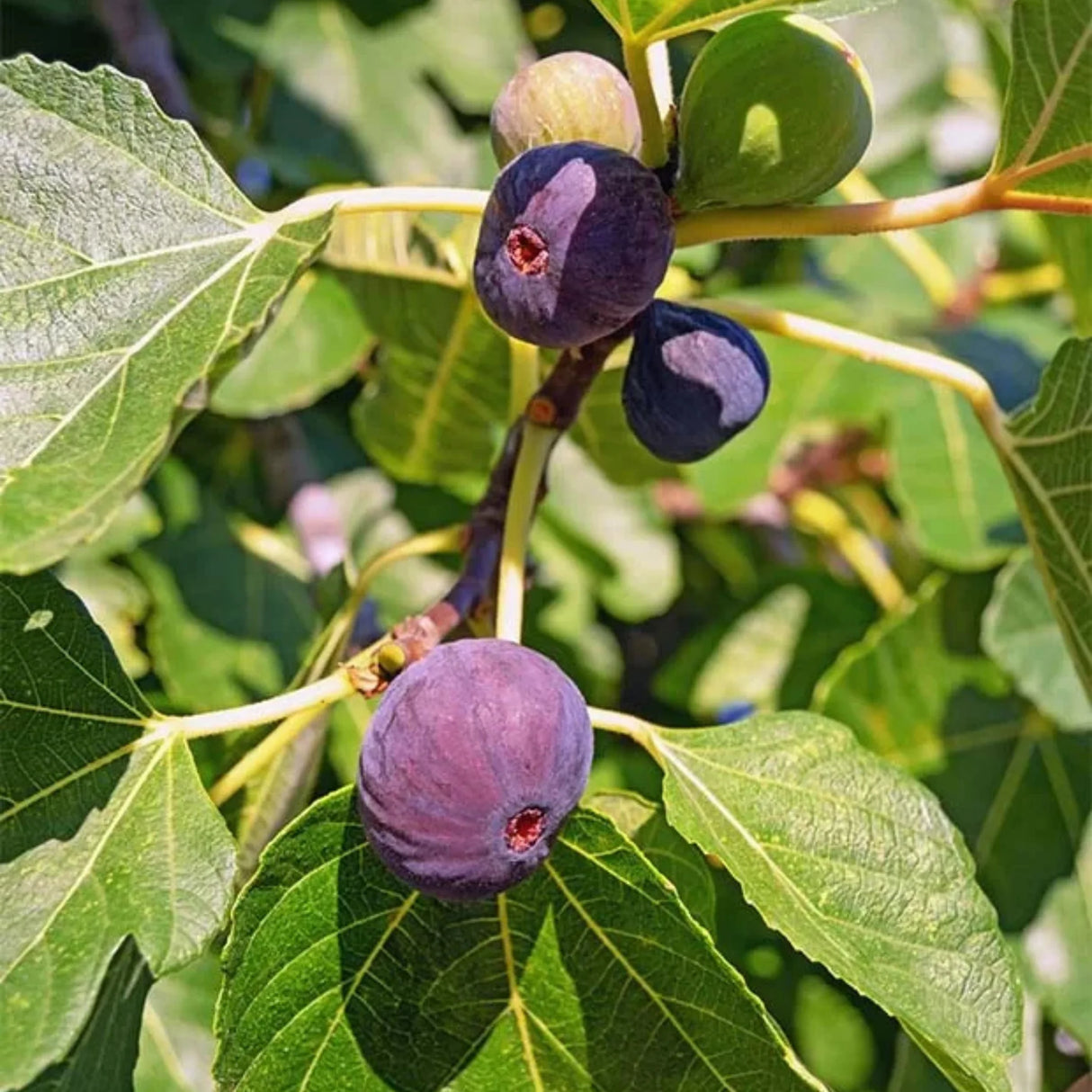 pomi fructiferi1393