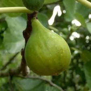 pomi fructiferi1398