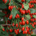 pomi fructiferi1404