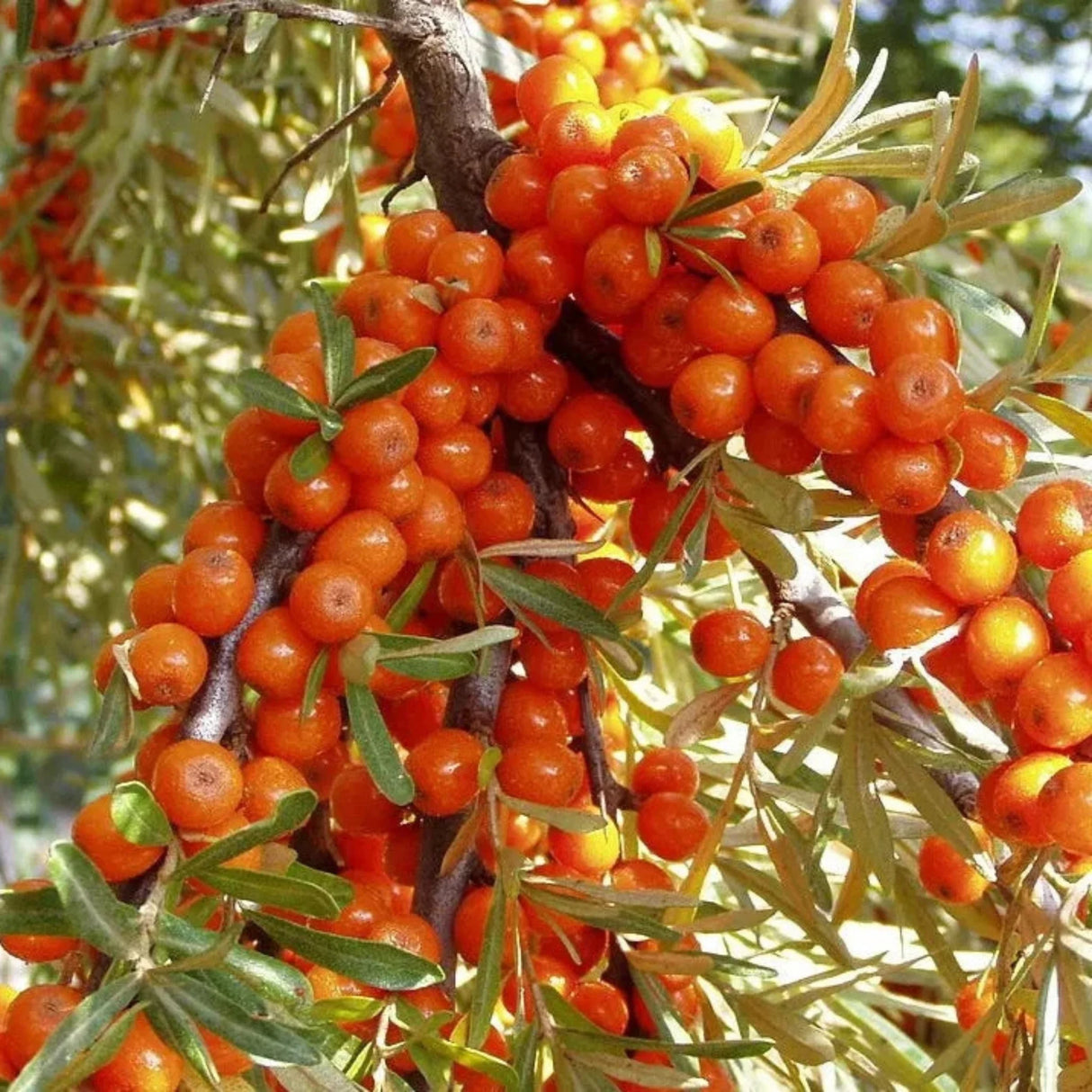 pomi fructiferi1411