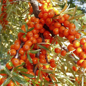 pomi fructiferi1411