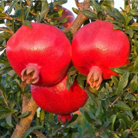 pomi fructiferi1433