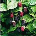 Mur Boysenberry - Fitza Florilor