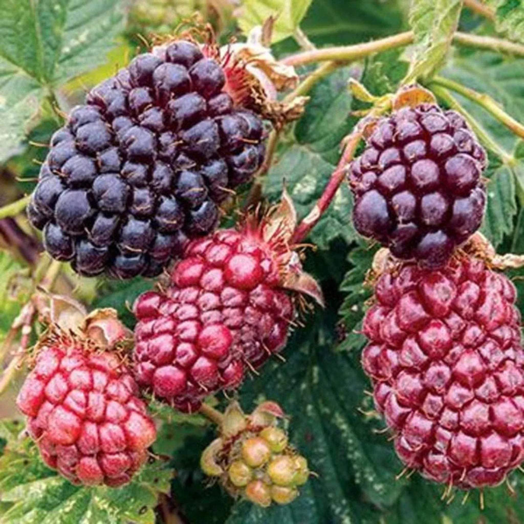Mur Boysenberry - Fitza Florilor 2