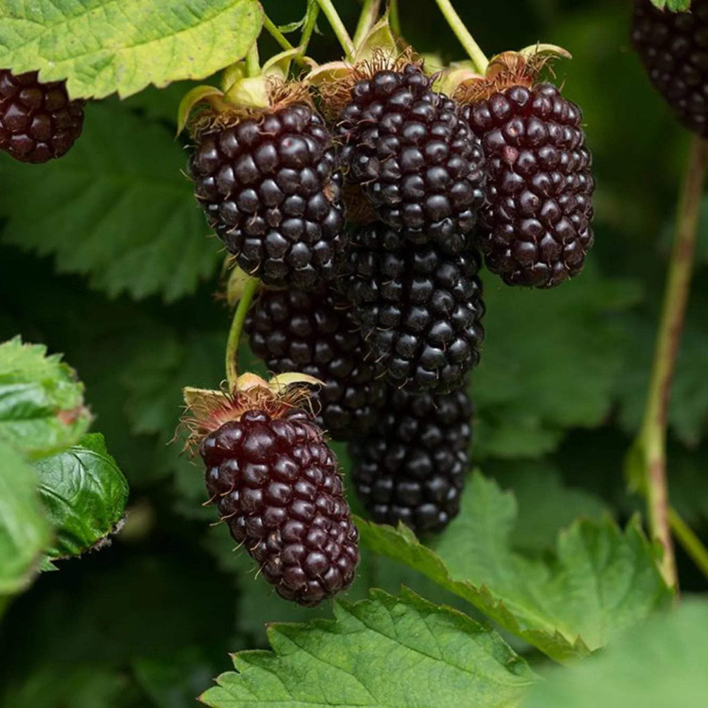 Mur Boysenberry - Fitza Florilor 3