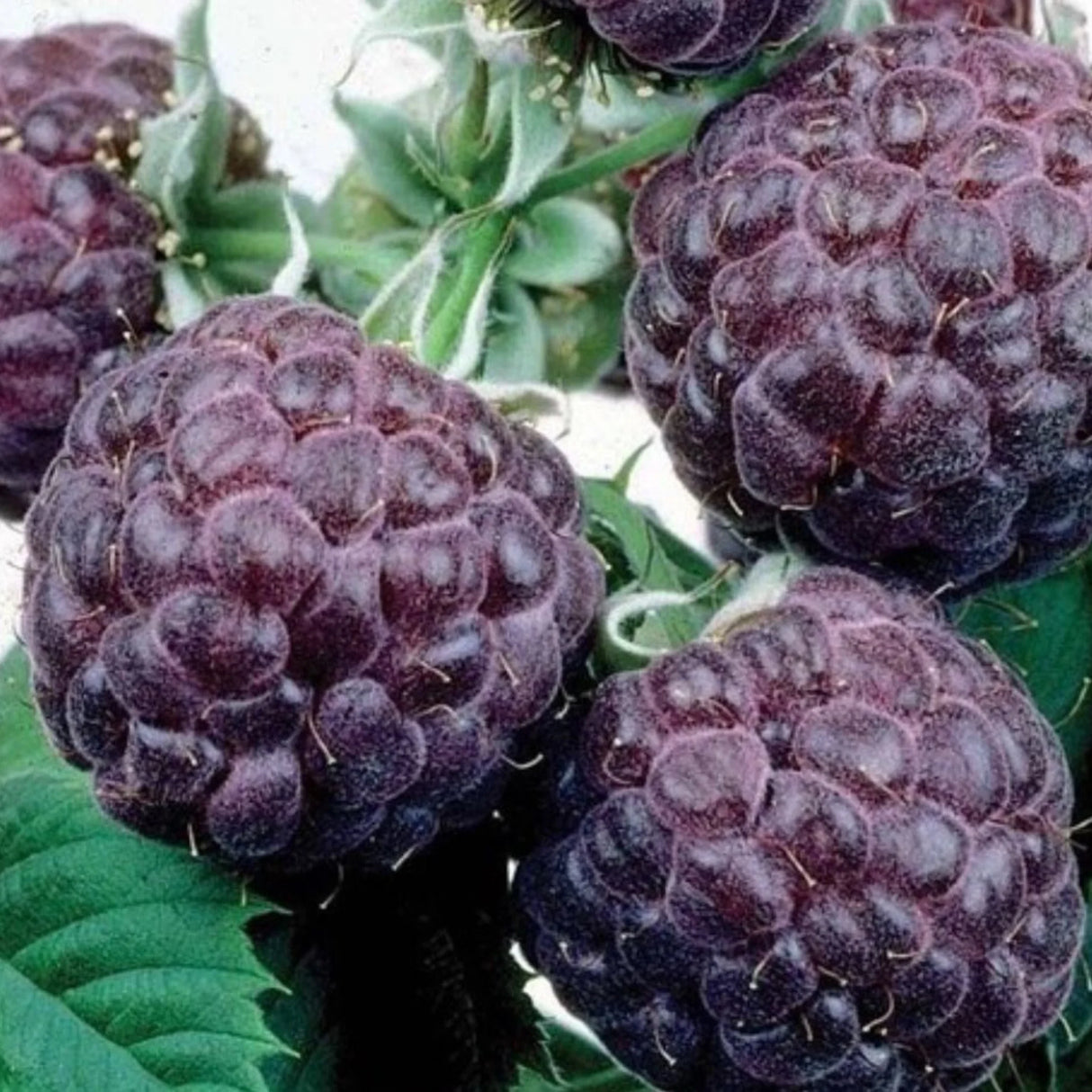 pomi fructiferi1504
