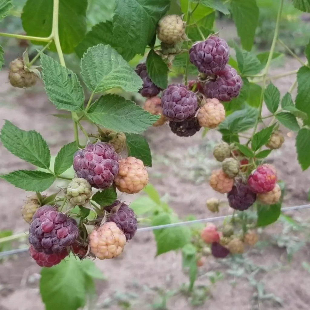 pomi_fructiferi1505 - Fitza Florilor